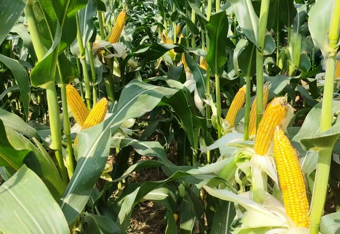 甘肃农垦亚盛种业5个玉米新品种通过省级审定